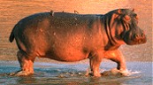 Hippo