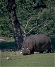 Hippo