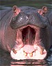 Hippo