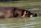 Hippo