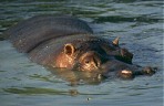 Hippo