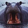 Hippo