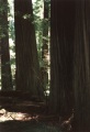 Redwoods in Avenue of Gians, CA