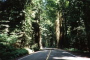 Redwoods in Avenue of Giants, CA