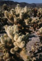 Cactus at Joshua Tree National Monument, CA