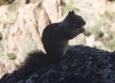 Squirrel at Pinnacles, CA