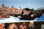 Orcas at SeaWorld, San Diego, CA