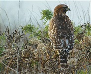 Hawk