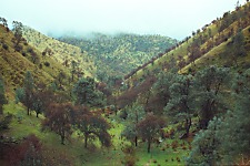Fig Orchard
