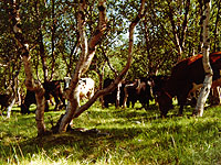 Krávy se v Norsku pasou v lese