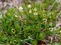 Zelenina