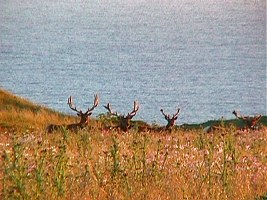 Deer... Deer...