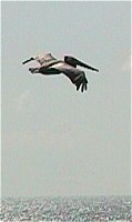 A fishing pelican. A fishing pelican.