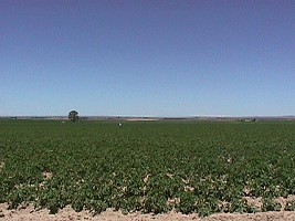 Idaho: potato heart of America