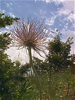 Eagle Park, MT: Common Puffhead