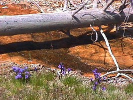 Yellowstone: blue gentians thrive on thermal grounds