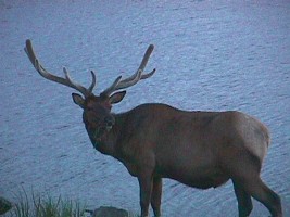 Yellowstone: s jelenem tváří v tvář