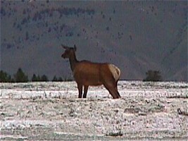 Elk female in the midst of hot springs