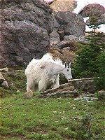 Glacier N.P., MT: Horská koza