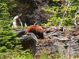 Black bear, brown variety