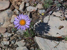 Eagle Park, MT: a rock plant